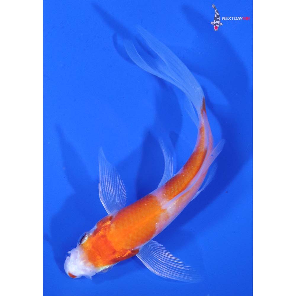 3.5” Imported Kohaku Butterfly Koi