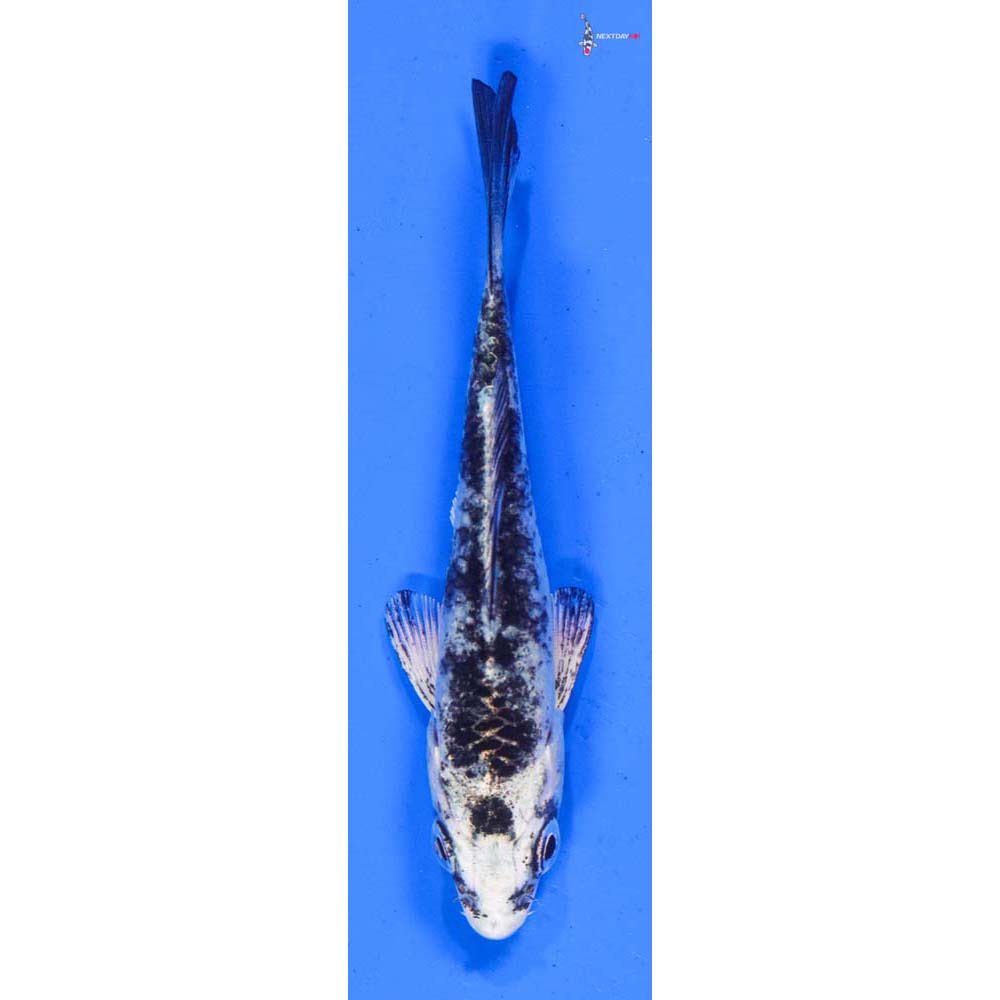 3.5” Imported Gin Shiro Utsuri