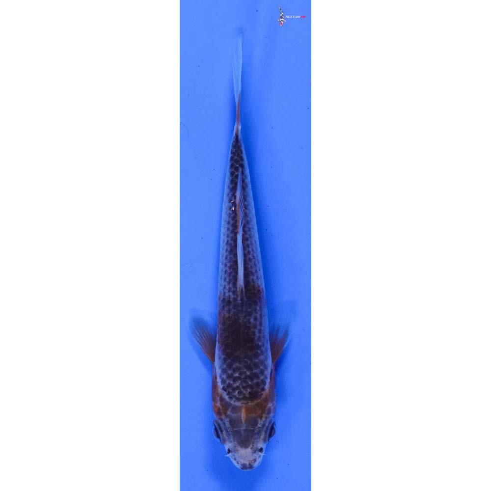 3.5” Imported Asagi
