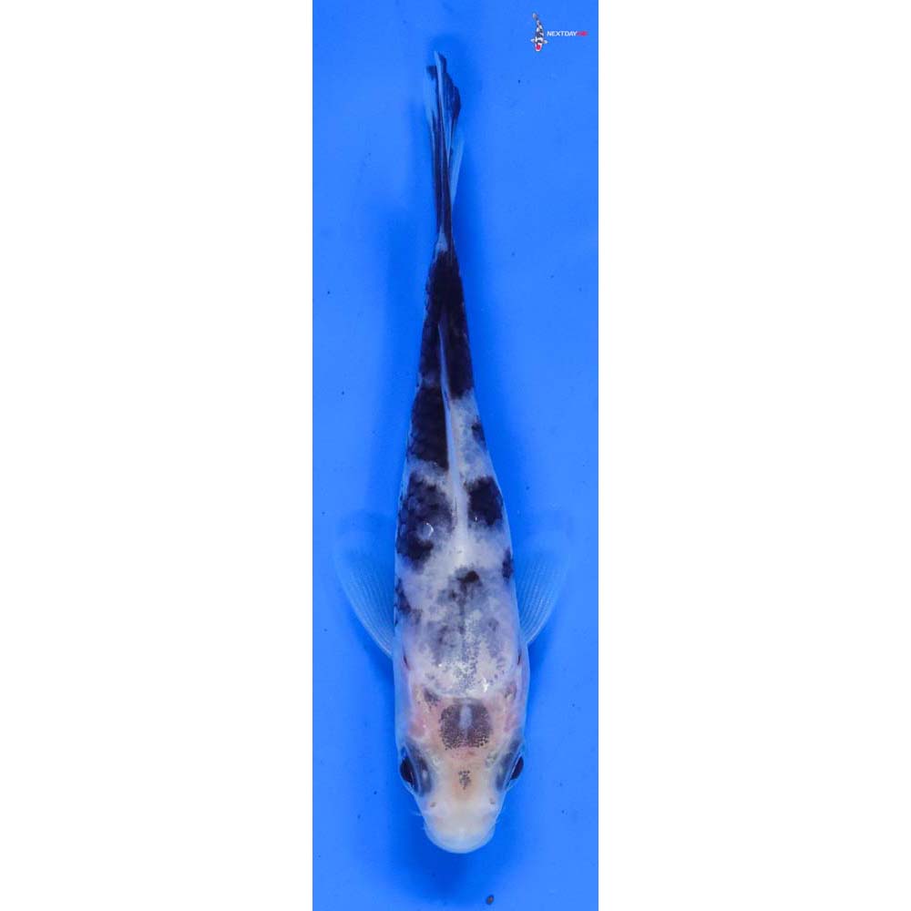 3.5” Imported Shiro Bekko