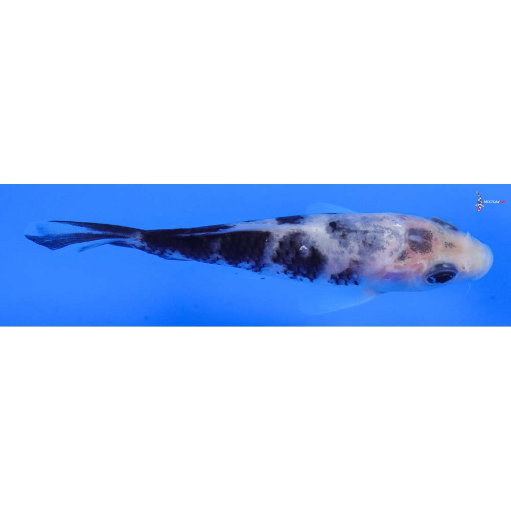 3.5” Imported Shiro Bekko