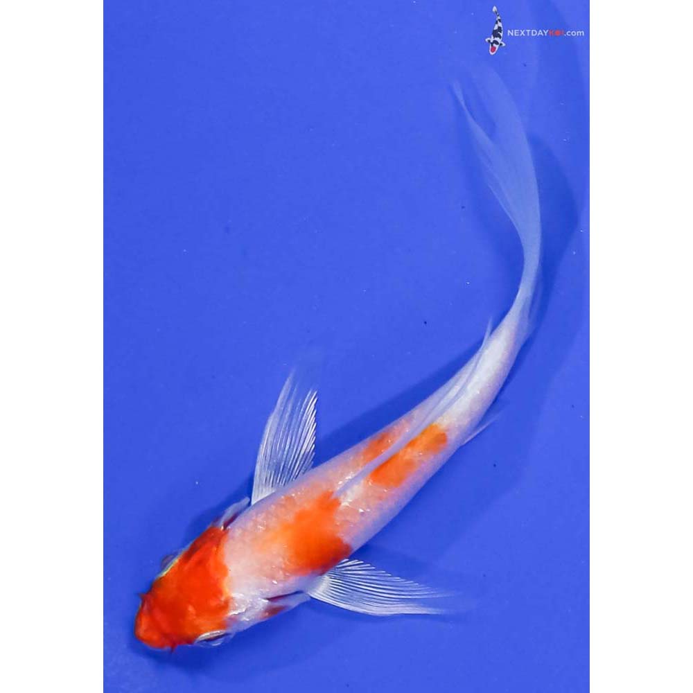 4” Imported Hariwake Butterfly Koi