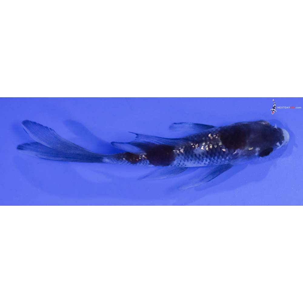 4” Imported Gin Rin Ochiba Shigure Butterfly Koi