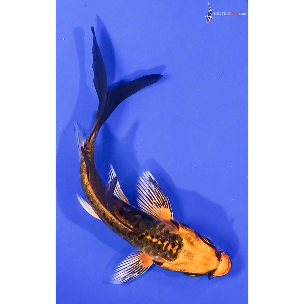 4” Imported Kin Kikokuryu Butterfly Koi
