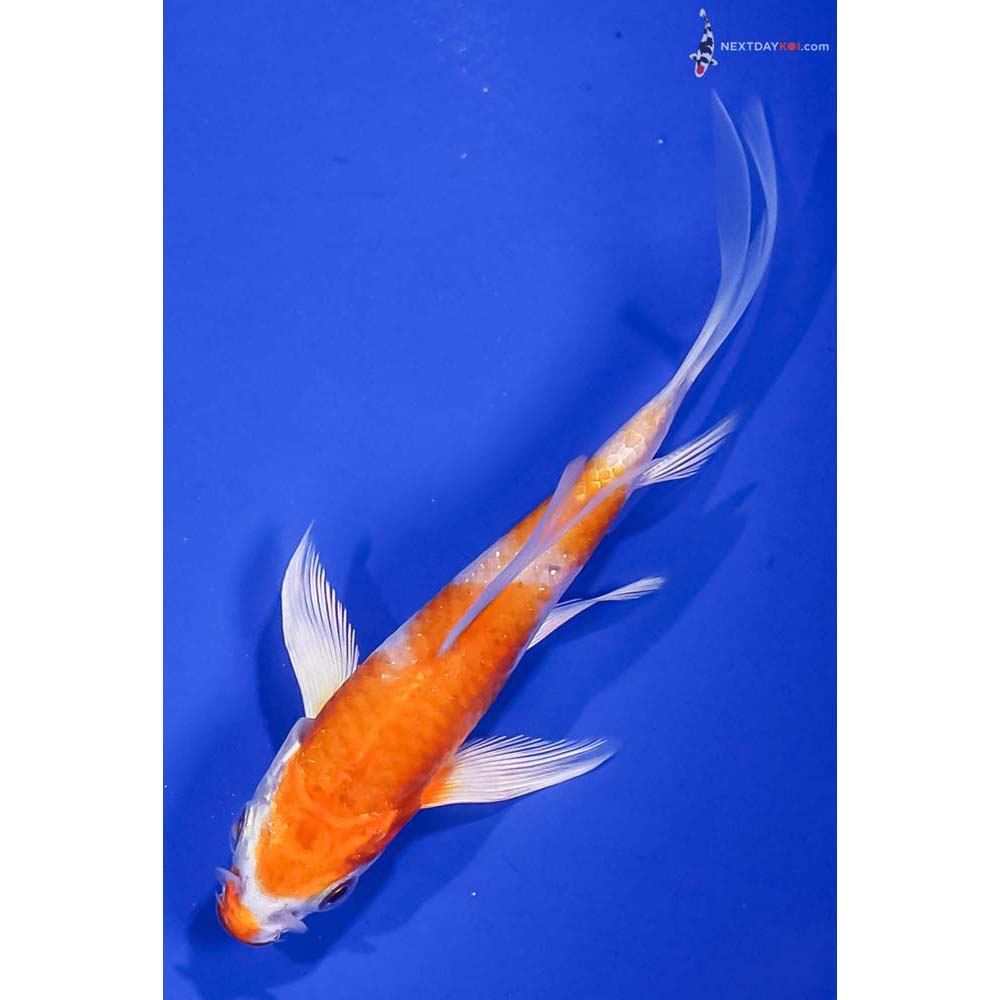 4” Imported Hariwake Butterfly Koi