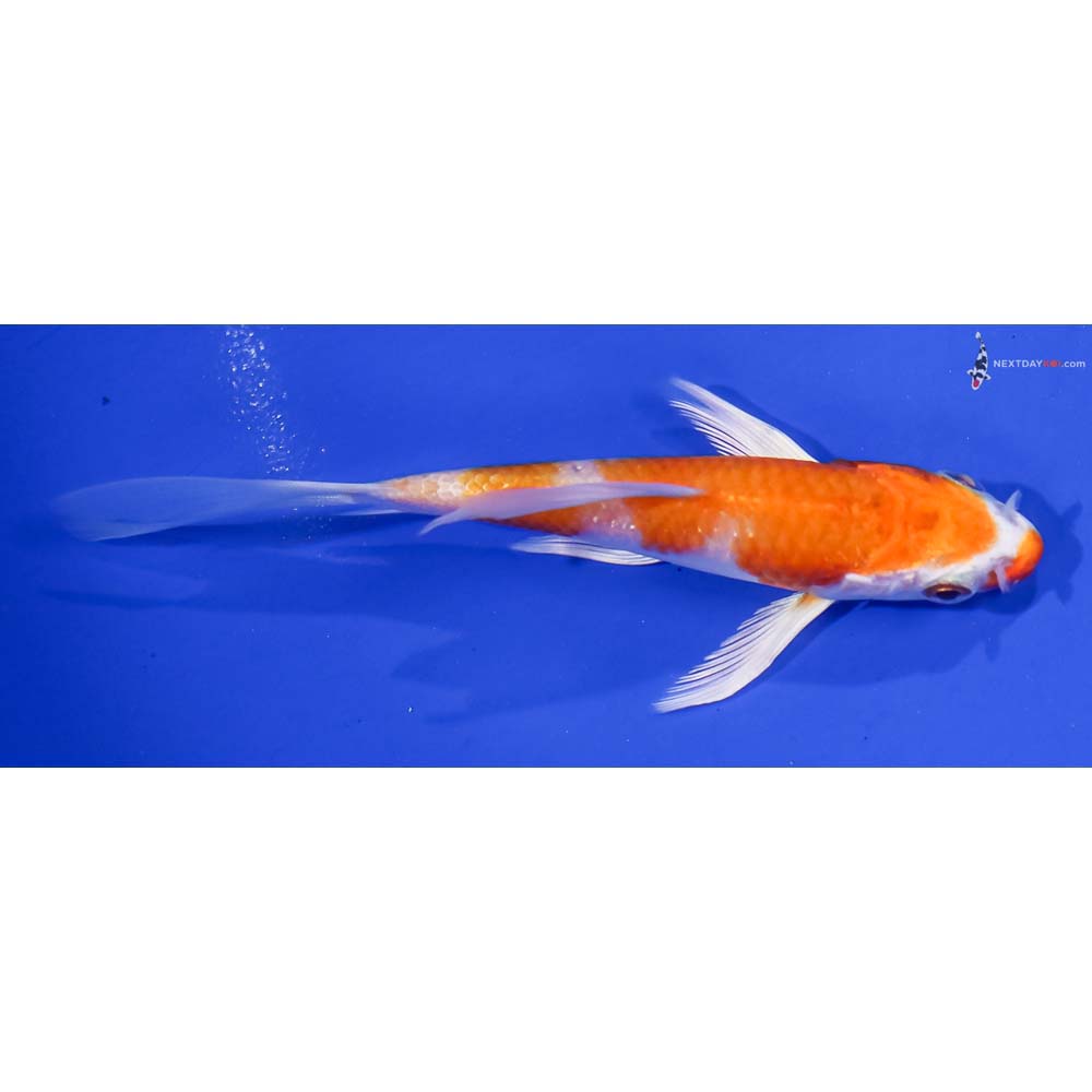 4” Imported Hariwake Butterfly Koi