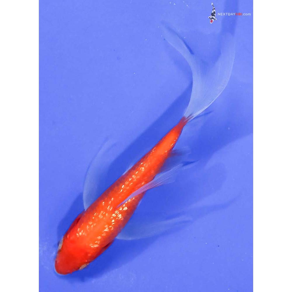 4” Imported Gin Rin Kohaku Butterfly Koi