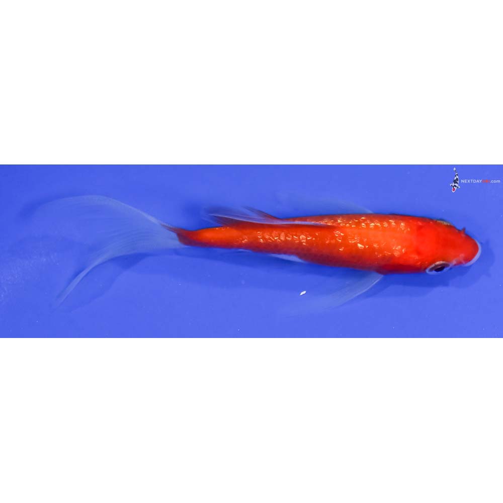 4” Imported Gin Rin Kohaku Butterfly Koi