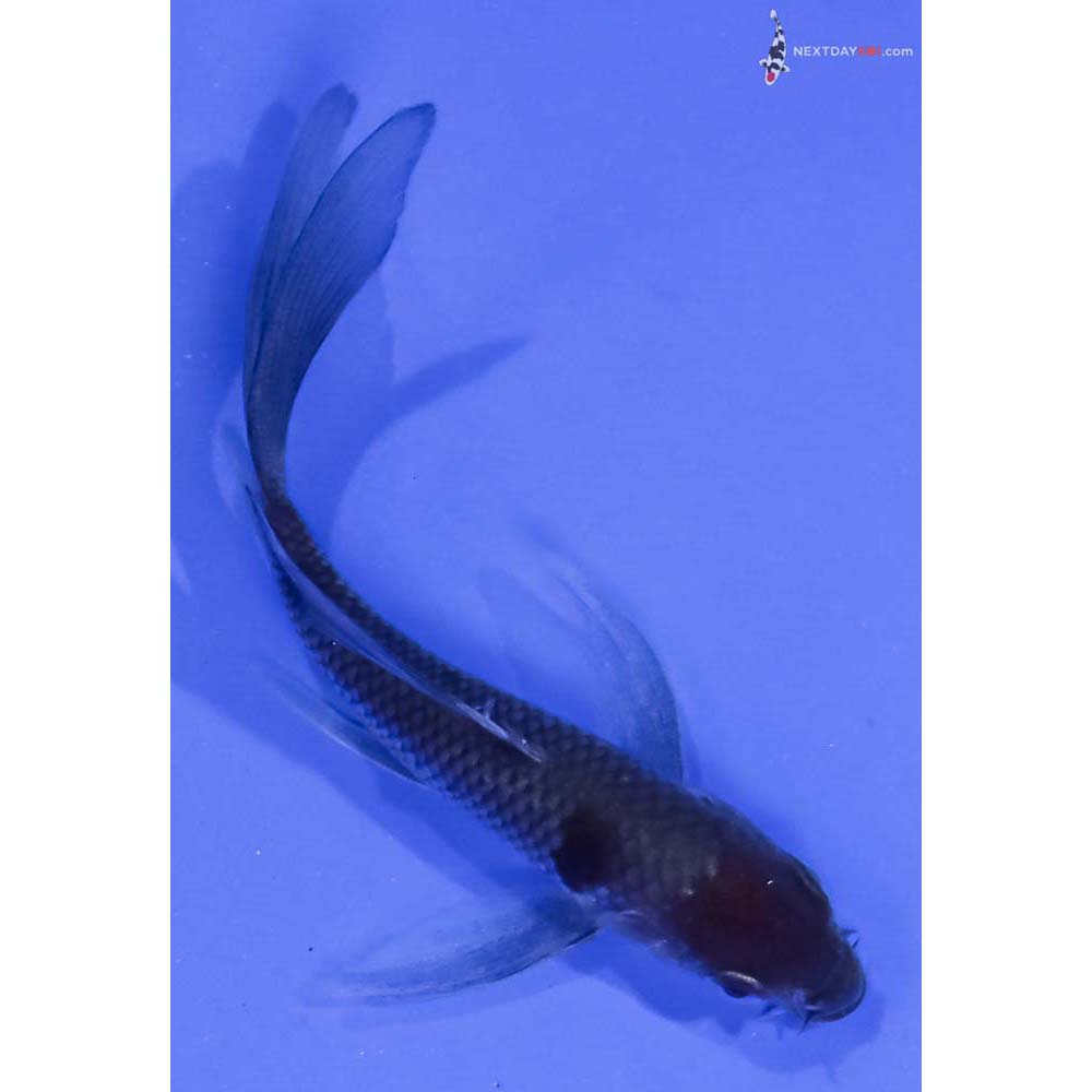 4” Imported Ochiba Shigure Butterfly Koi