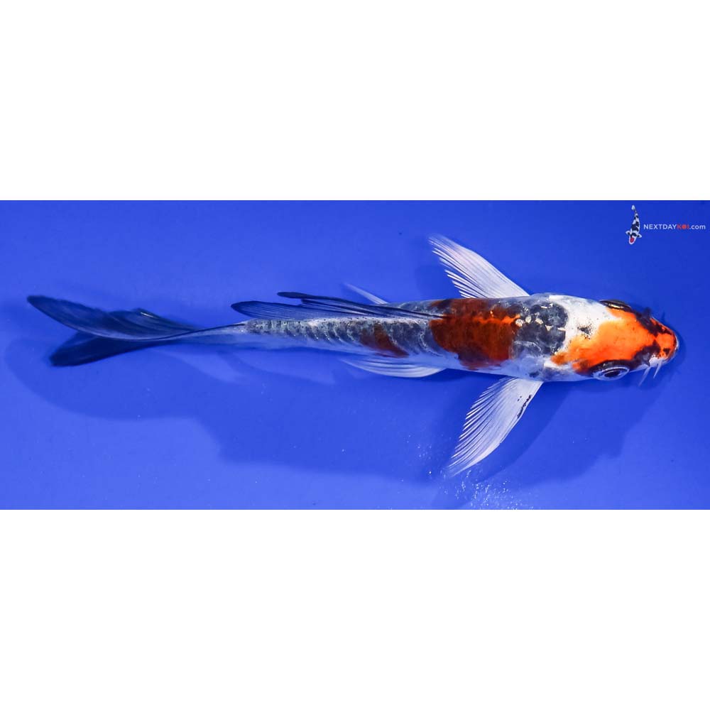 4.5” Imported Doitsu Kujaku Butterfly Koi
