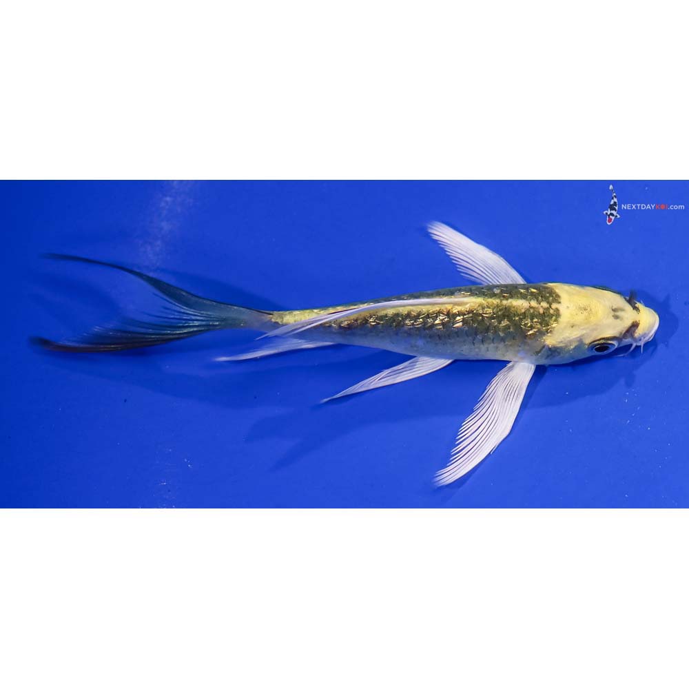 4.5” Imported Gin Rin Kujaku Butterfly Koi