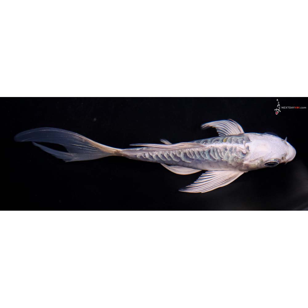 4.5” Imported Doitsu Blue Kujaku Butterfly Koi