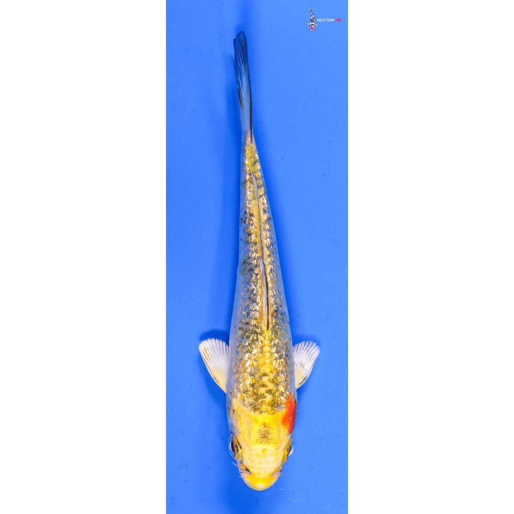 4.5” Imported Gin Rin Yamato Nishiki
