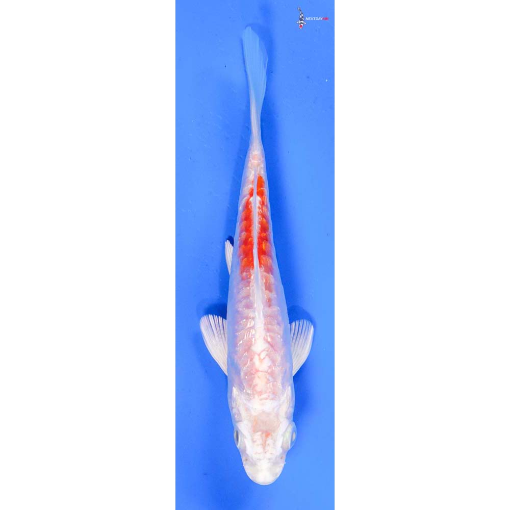 5” Imported Gin Rin Kikusui