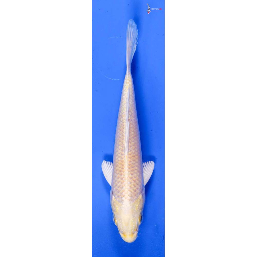5” Imported Yamabuki Ogon