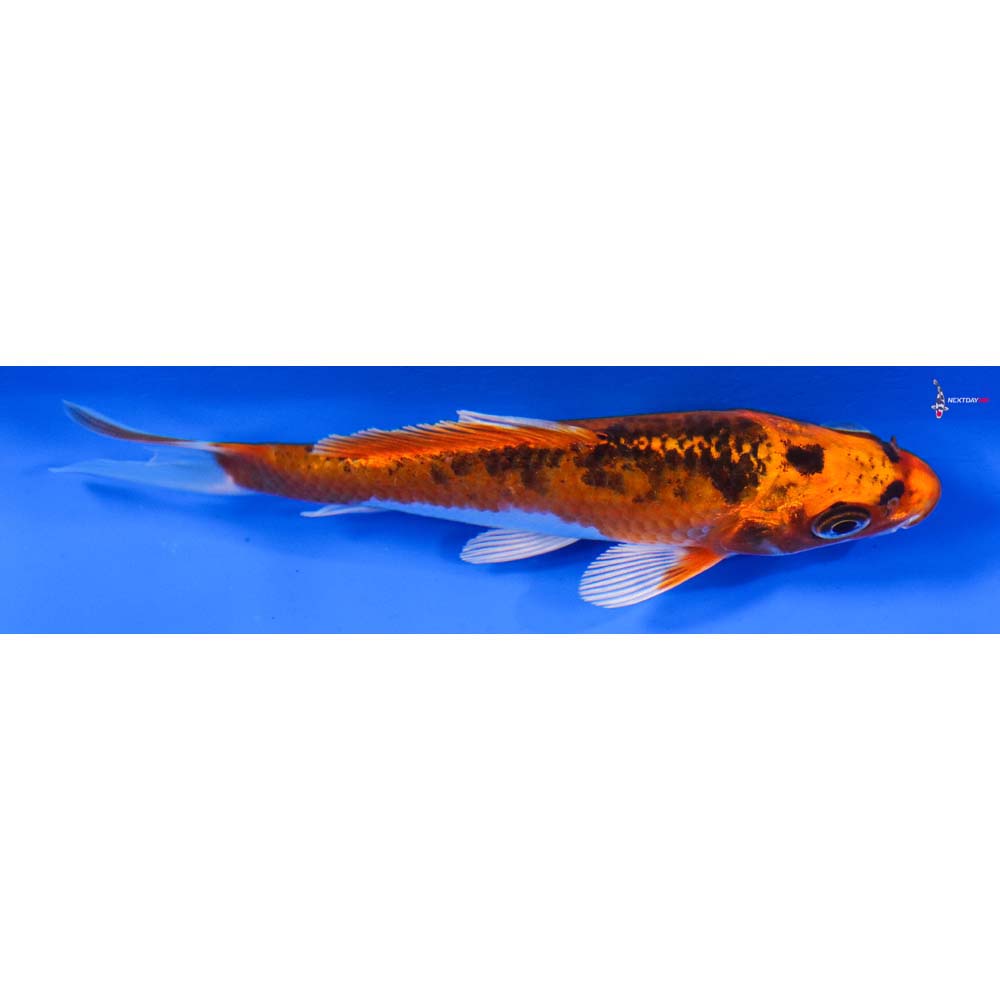 4” Imported Kujaku