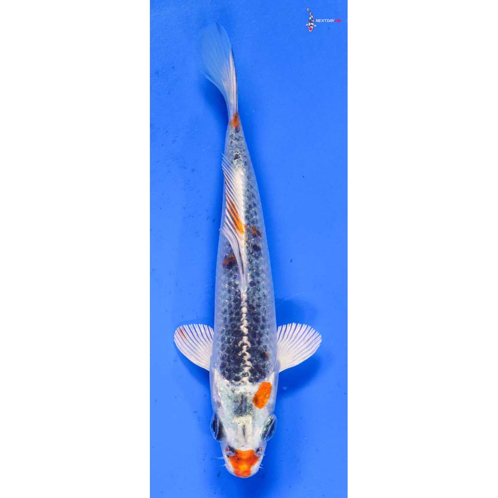 5” Imported Kujaku