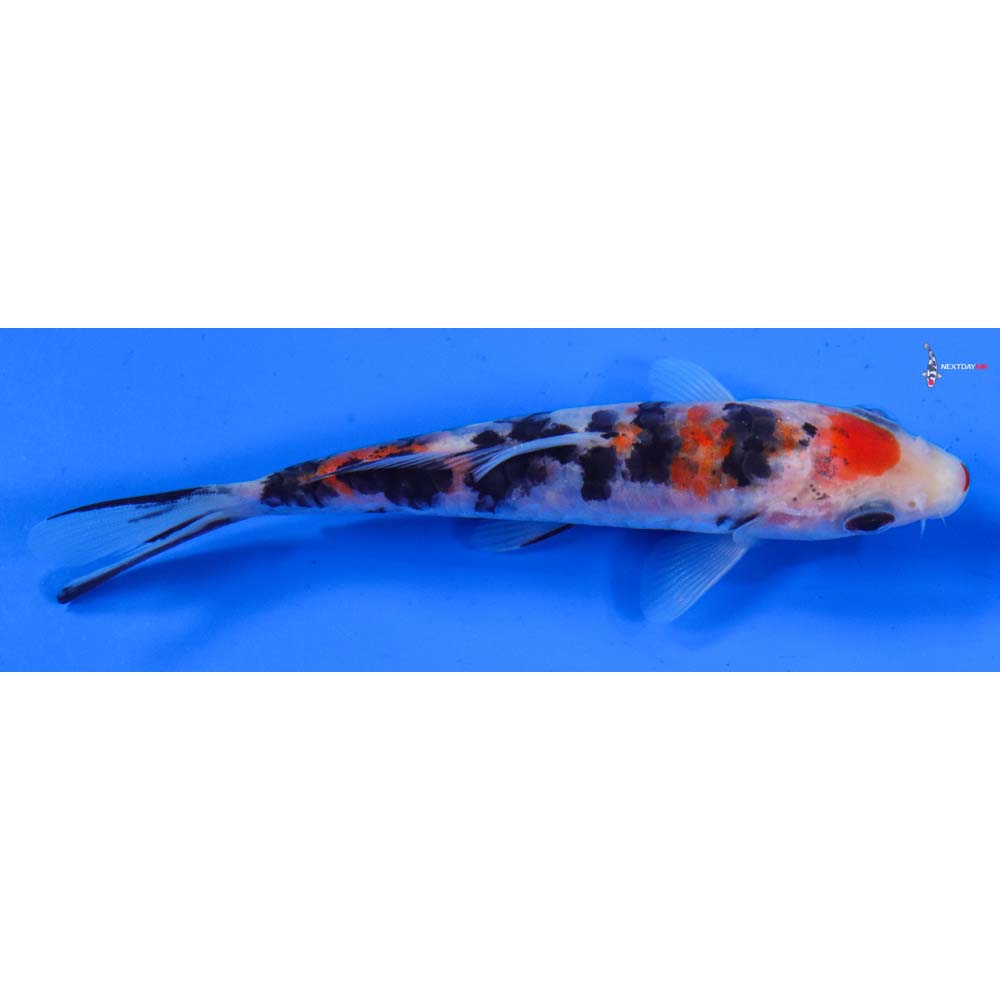 5” Imported Sanke