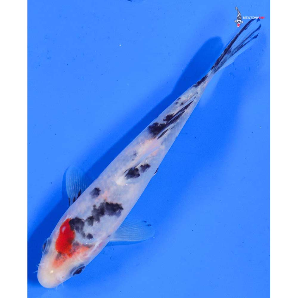 5” Imported Sanke