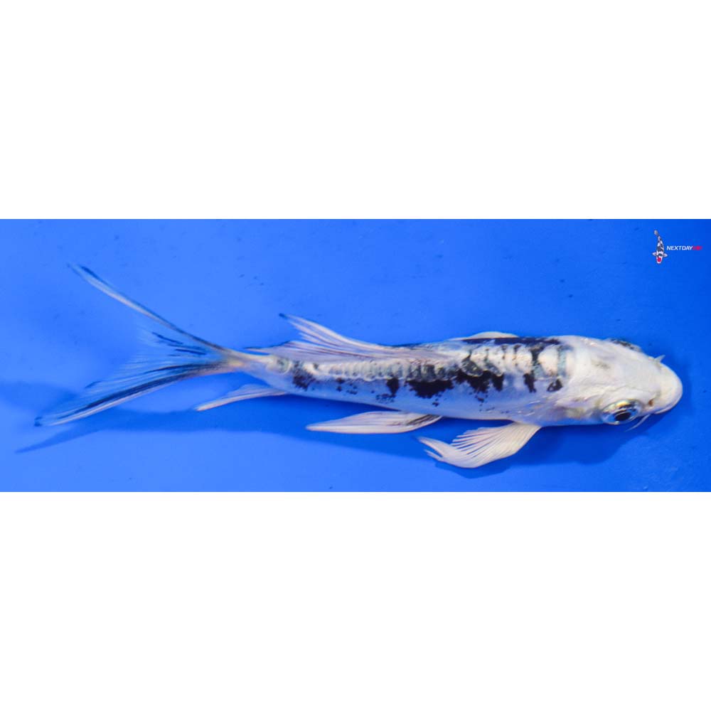 4” Imported Doitsu Gin Shiro Bekko Butterfly Koi