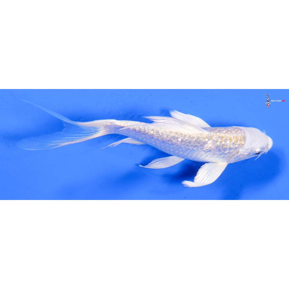 5” Imported Gin Rin Lemon Hariwake Butterfly Koi