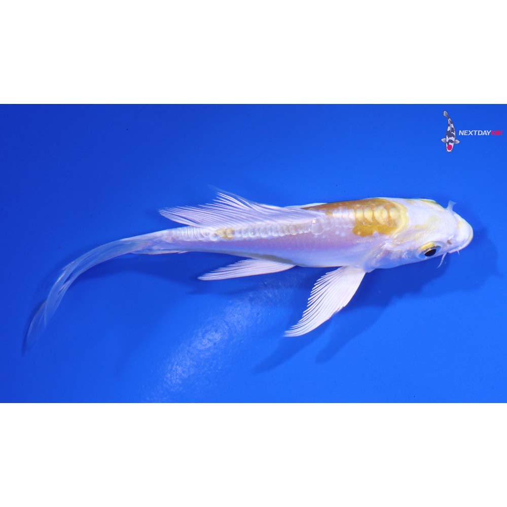 4” Imported Doitsu Lemon Hariwake Butterfly Koi