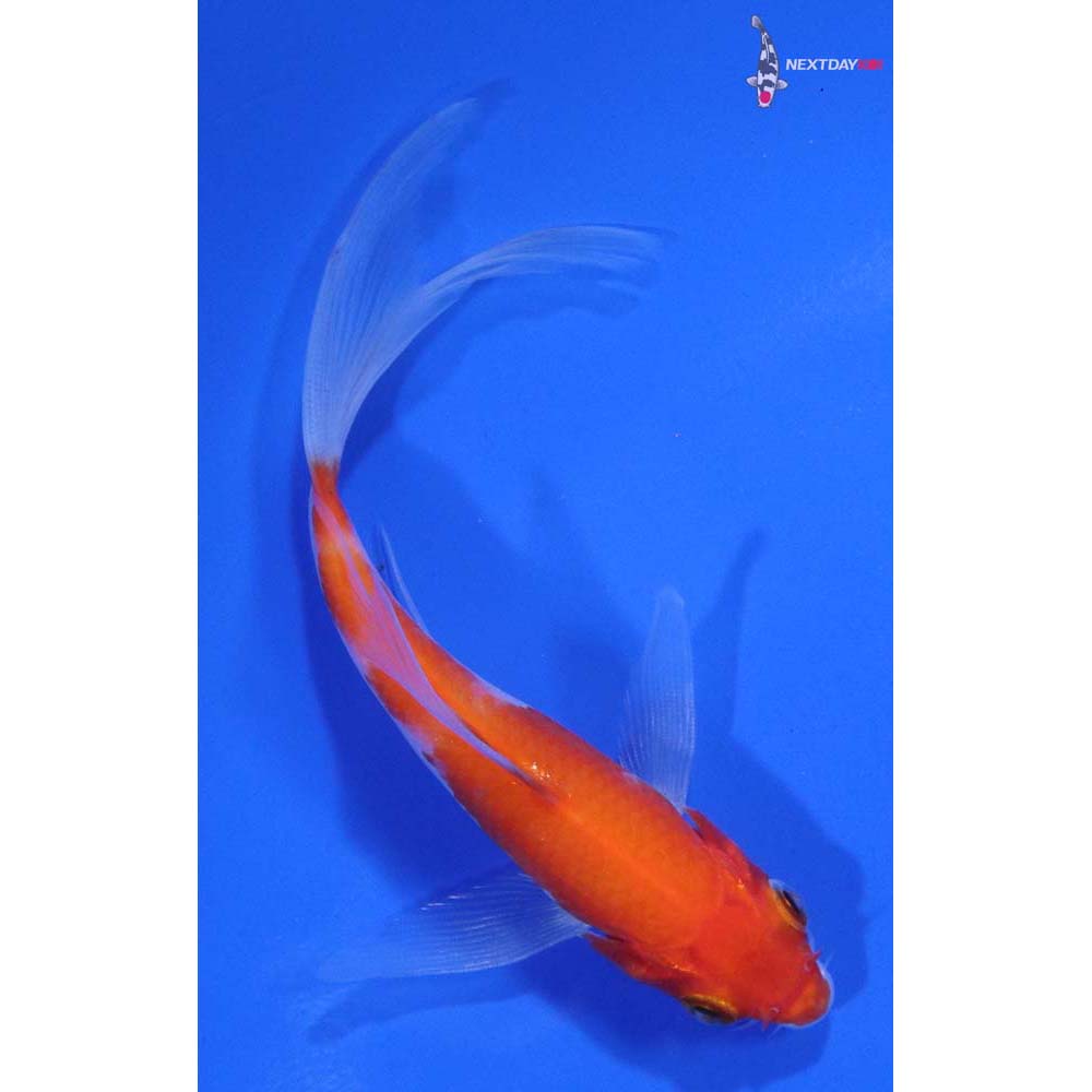 4.5” Imported Kohaku Butterfly Koi