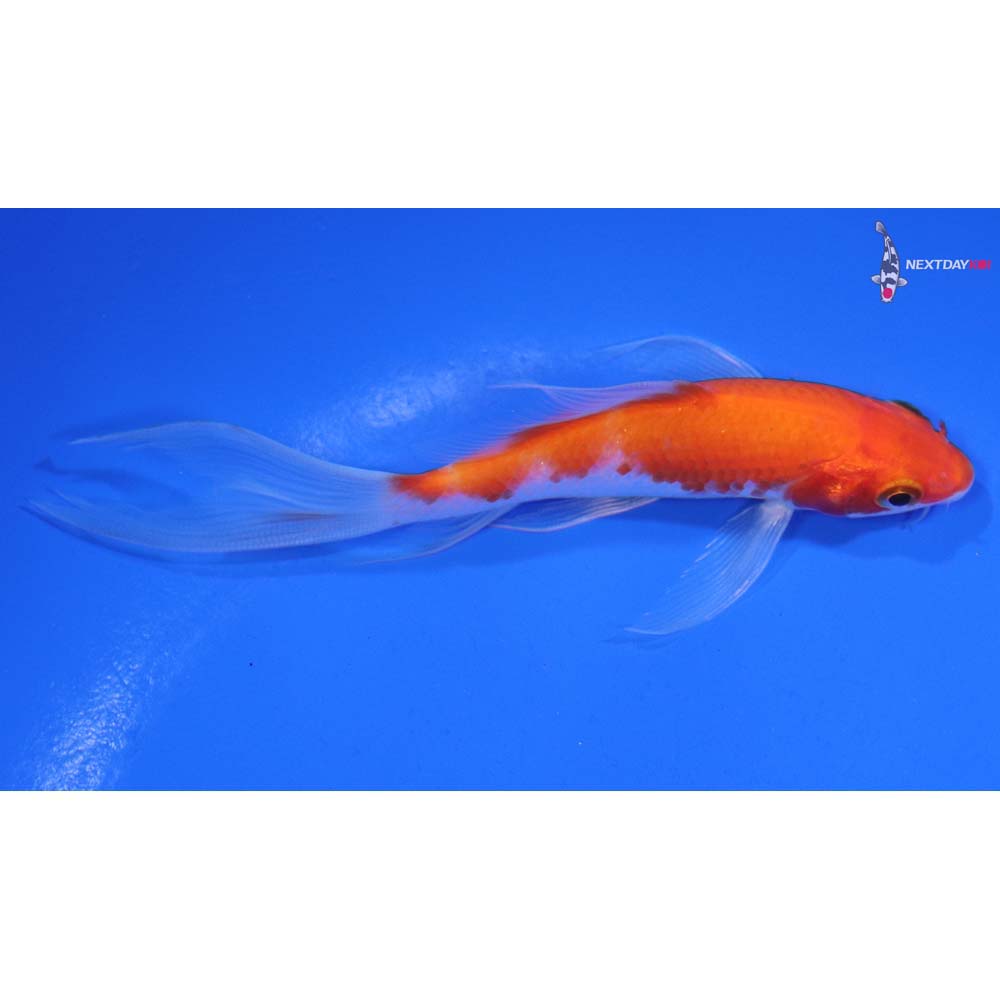 4.5” Imported Kohaku Butterfly Koi