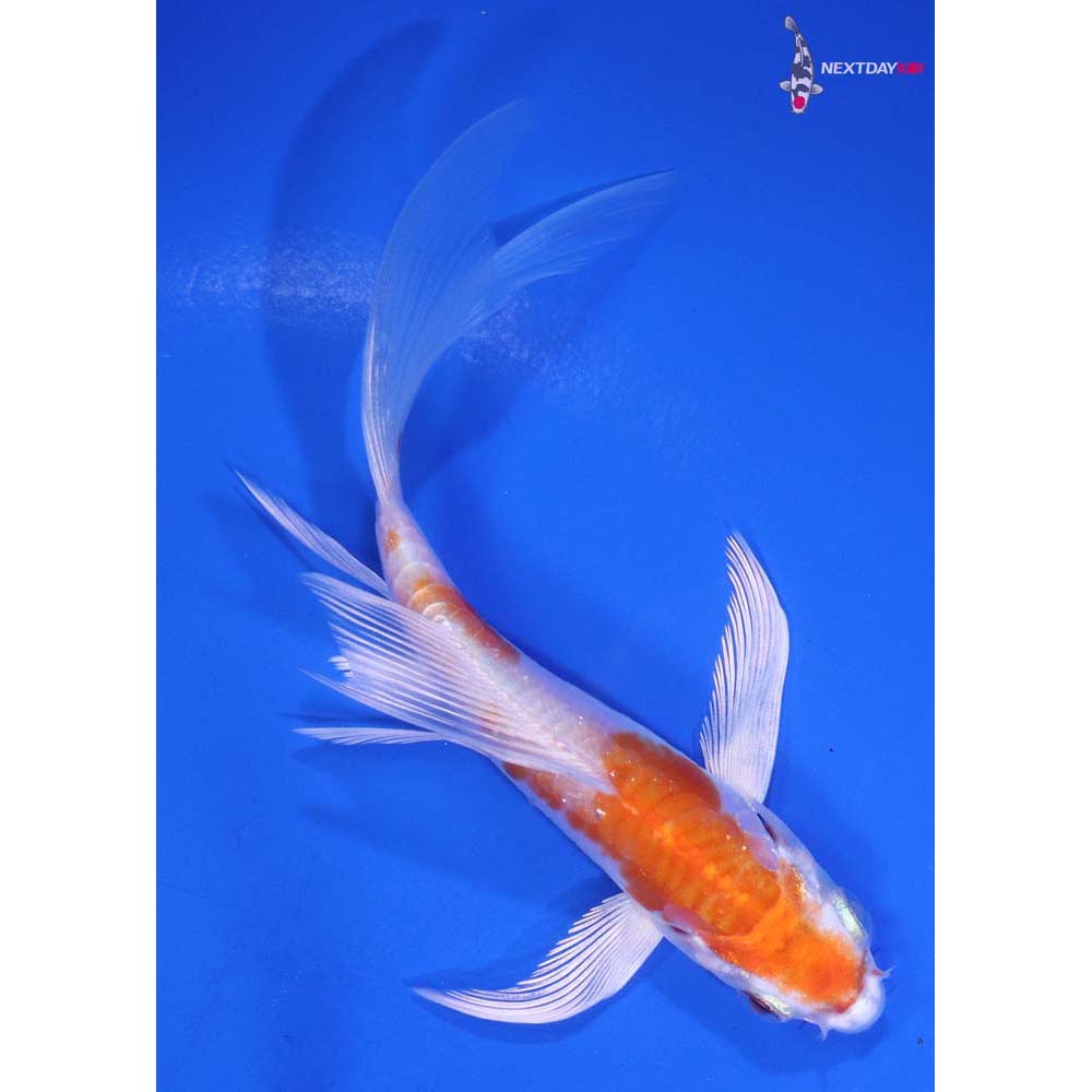 4.5” Imported Kikusui Butterfly Koi
