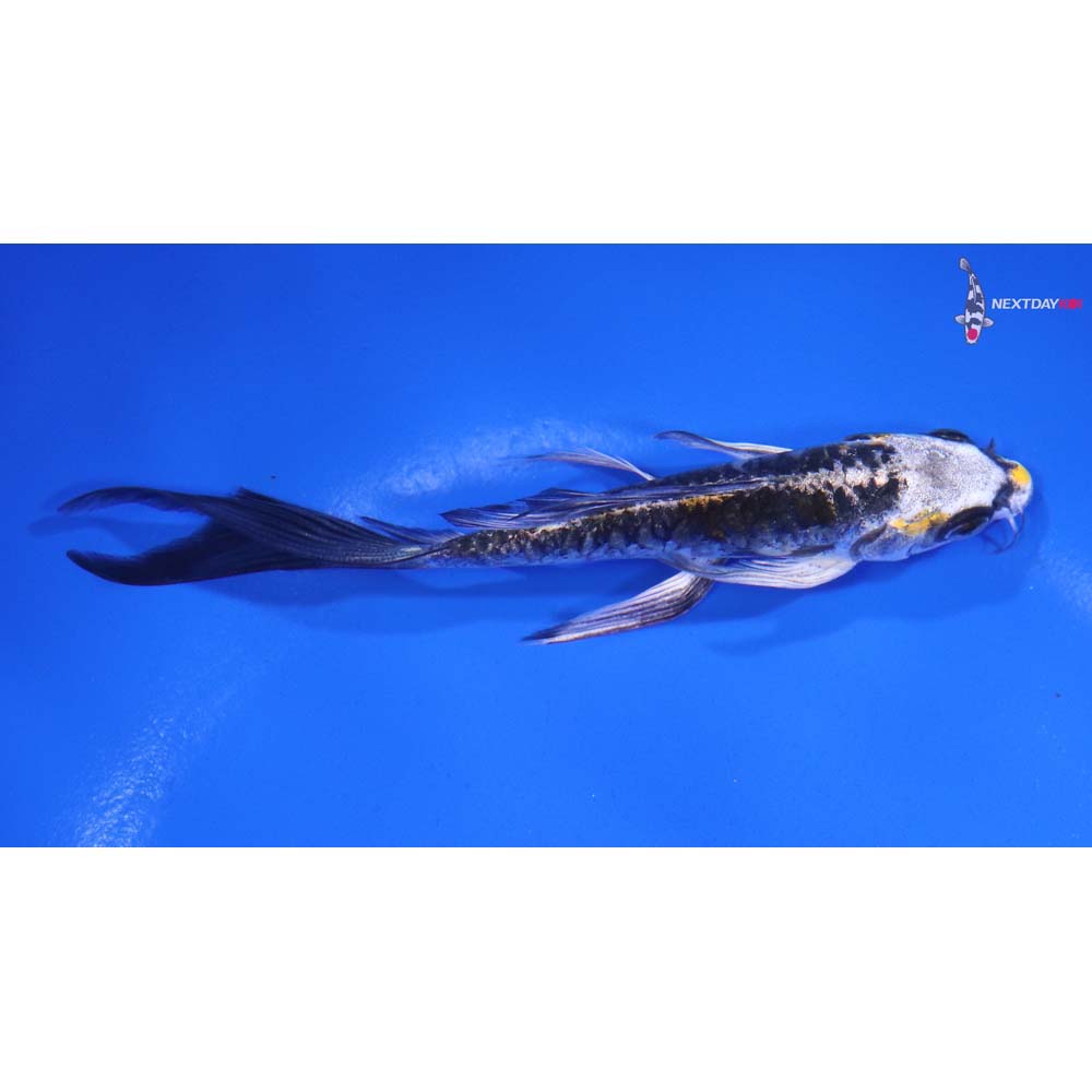 5” Imported Kin Kikokuryu Butterfly Koi