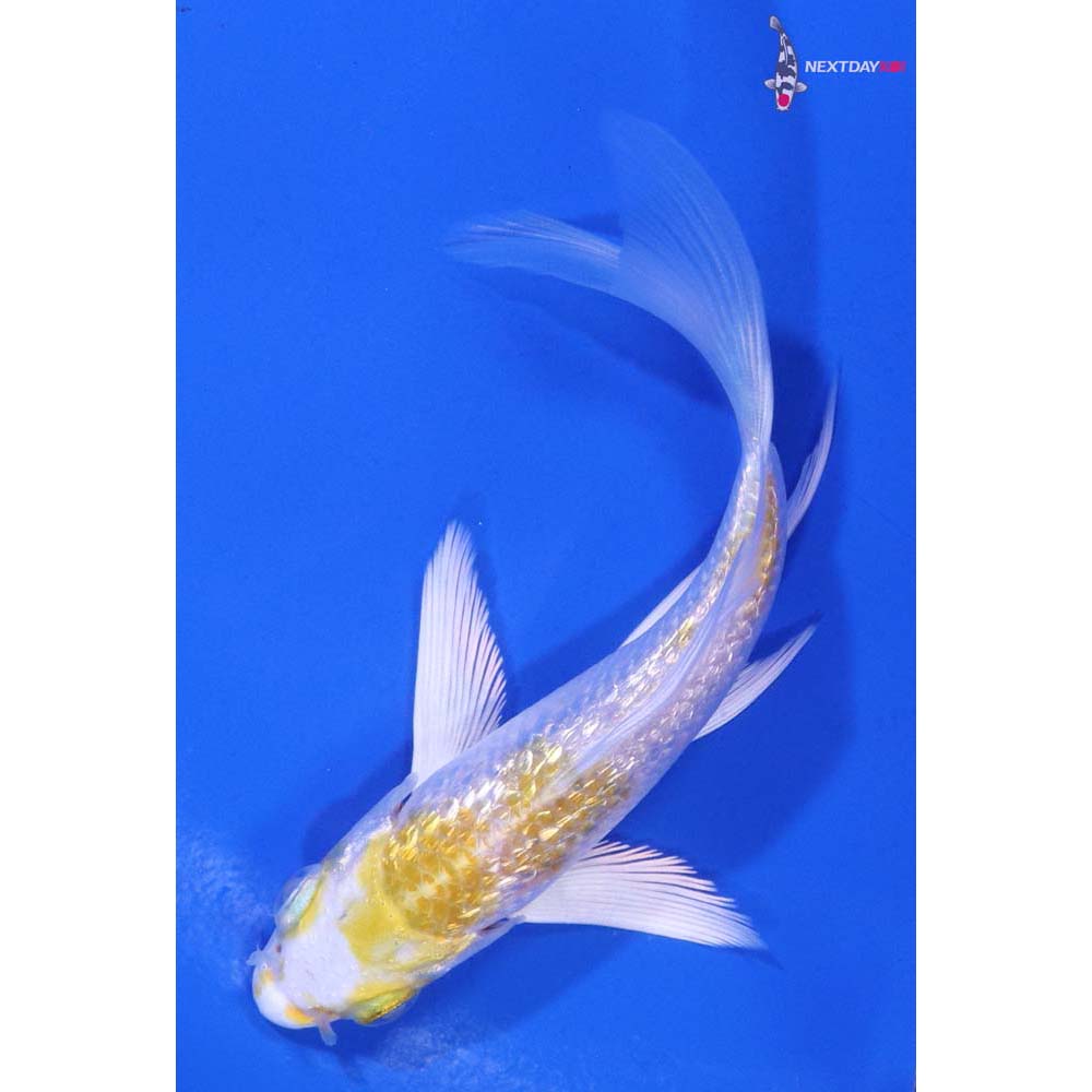 4” Imported Gin Rin Lemon Hariwake Butterfly Koi