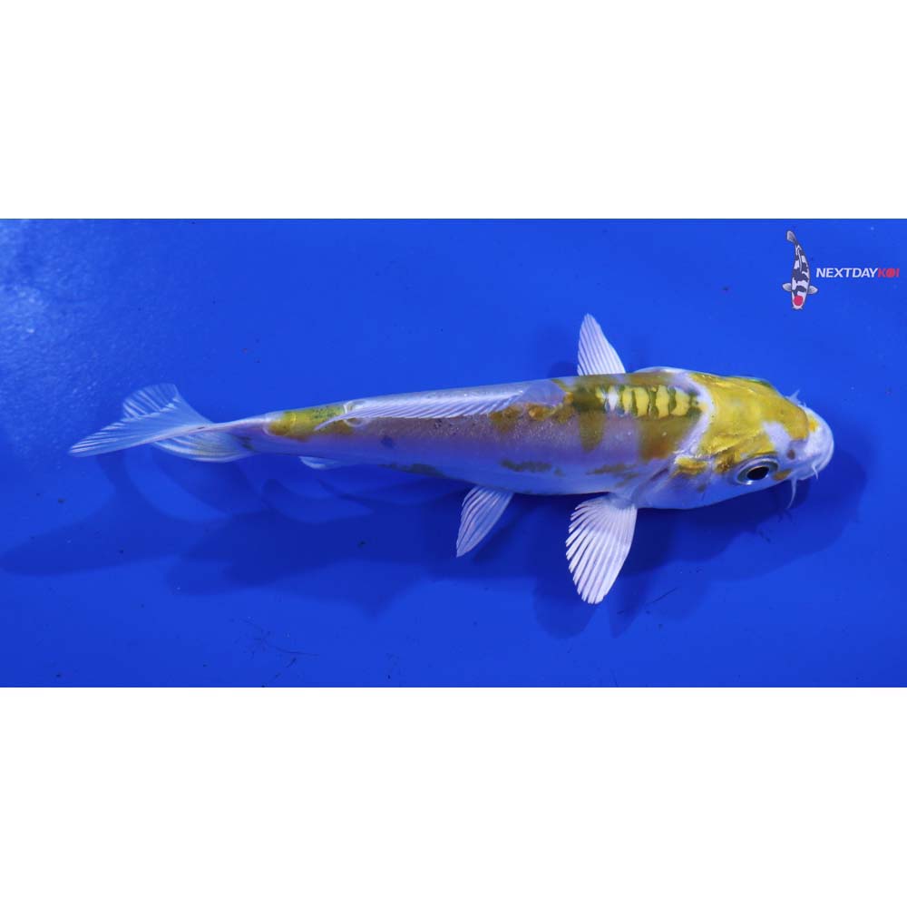 4” Imported Doitsu Kujaku
