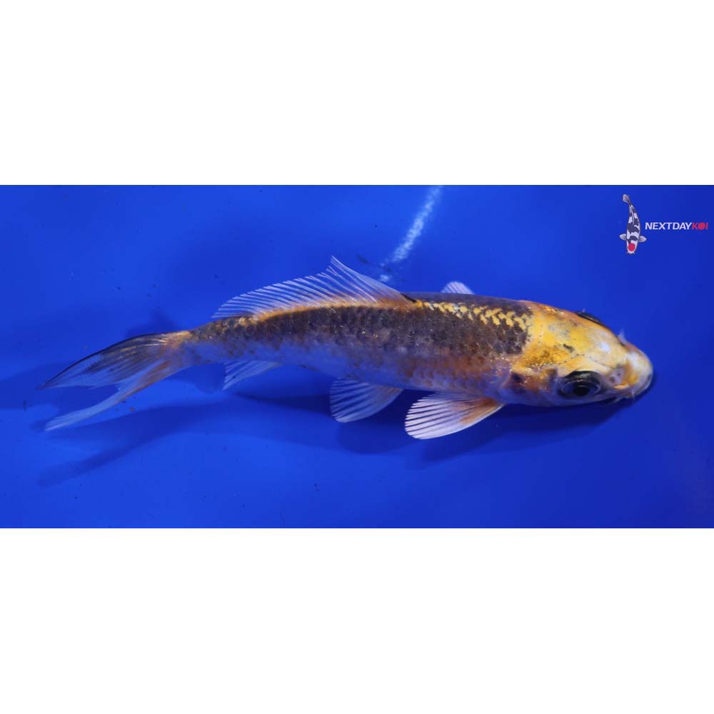 4” Imported Kujaku