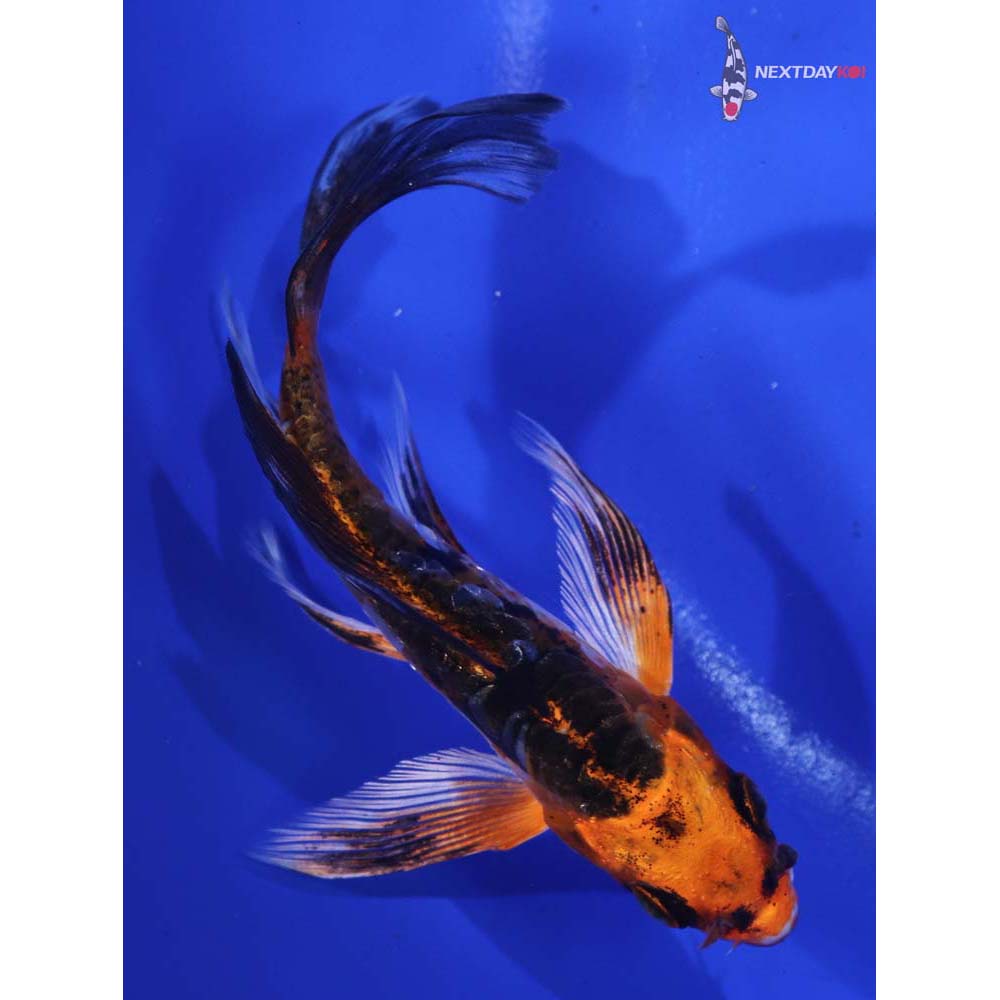 4” Imported Kin Kikokuryu Butterfly Koi