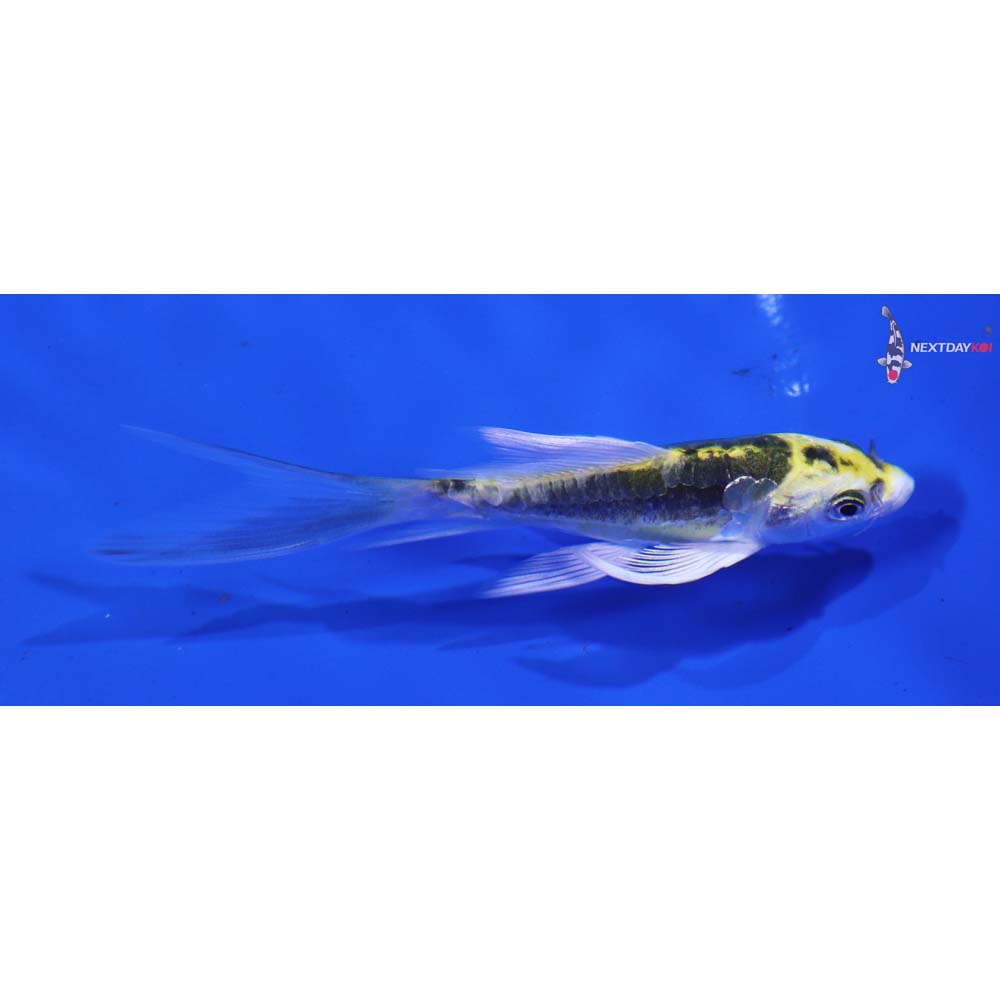 4” Imported Kin Kikokuryu Butterfly Koi