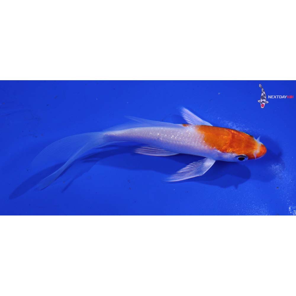 4” Imported Gin Rin Hariwake Butterfly Koi
