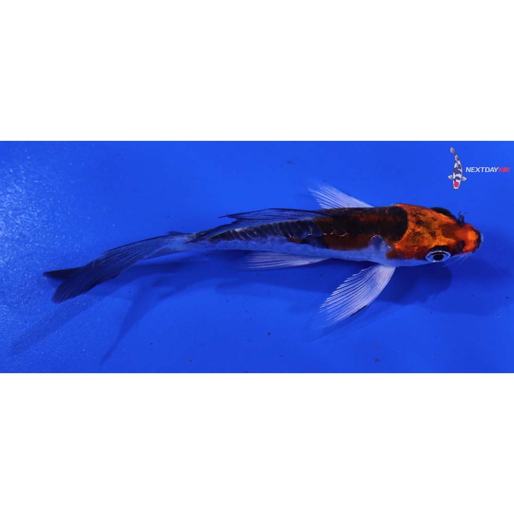 4” Imported Doitsu Kujaku Butterfly Koi