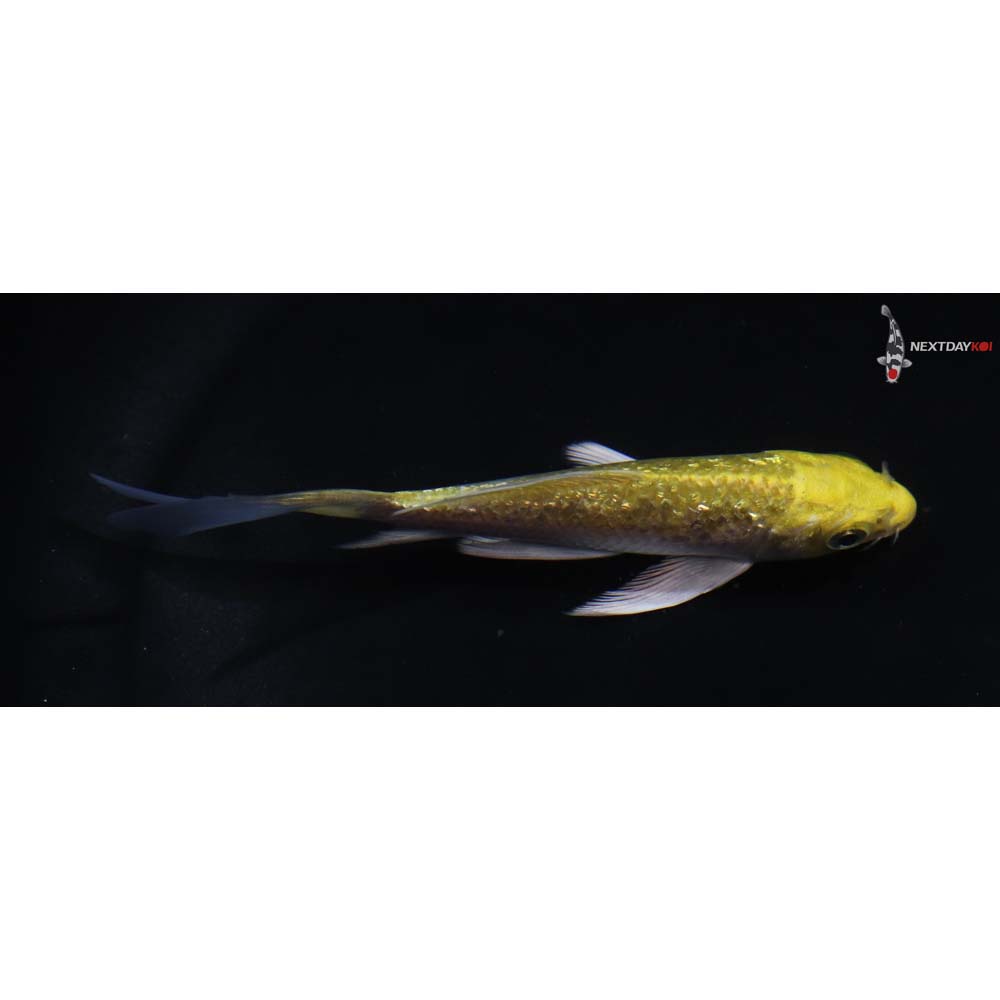 4” Imported Gin Rin Yamabuki Ogon Butterfly Koi