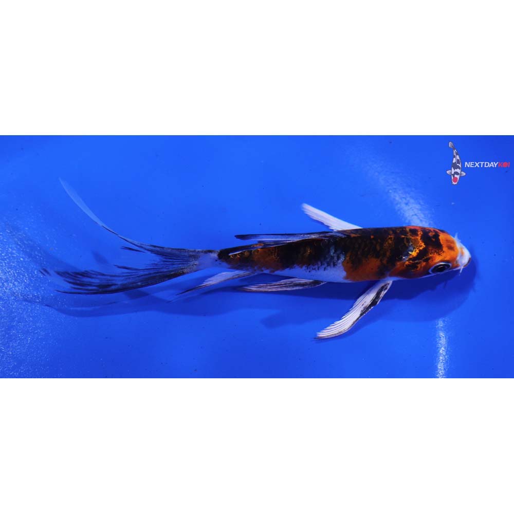5” Imported Yamato Nishiki Butterfly Koi