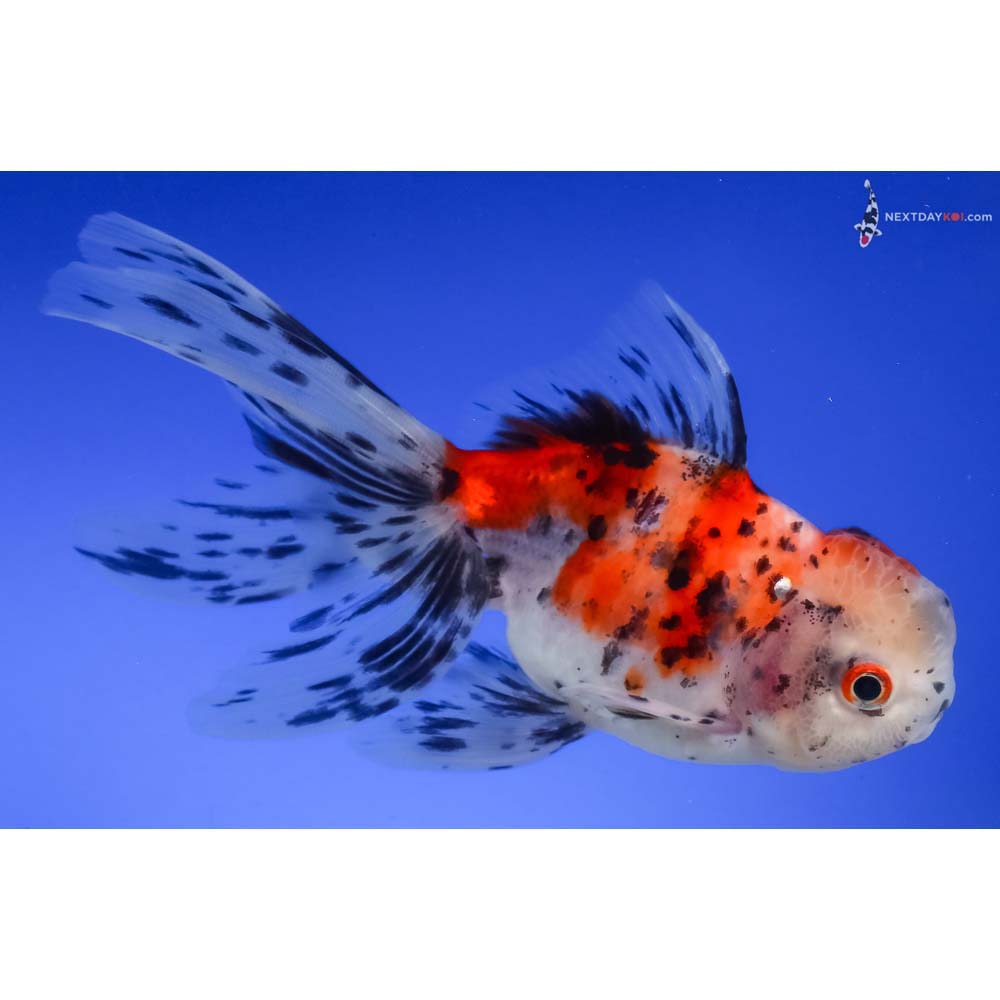 5” Imported Calico Oranda