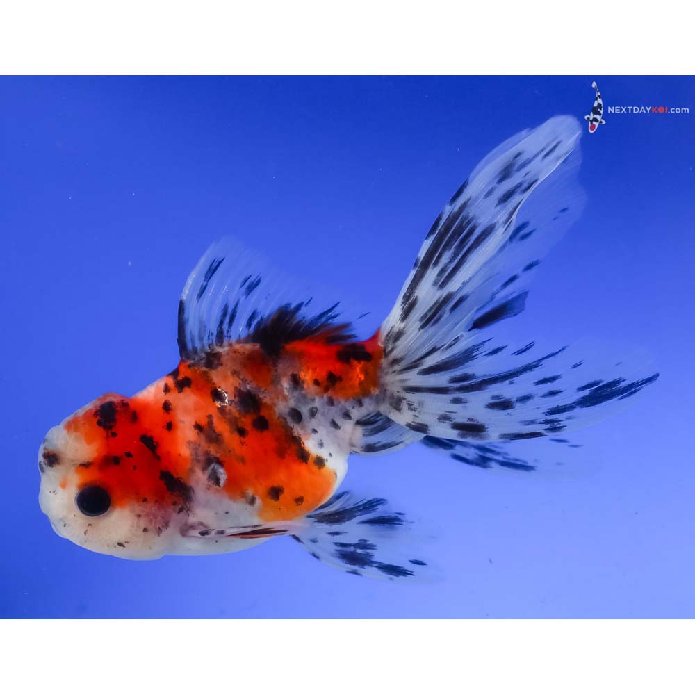 5” Imported Calico Oranda