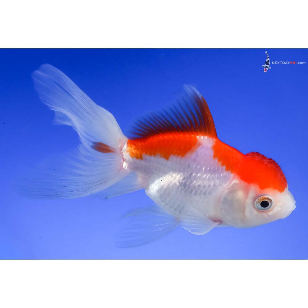 4.5” Imported Red and White Oranda