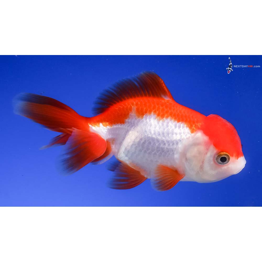 4.5” Imported Red and White Oranda