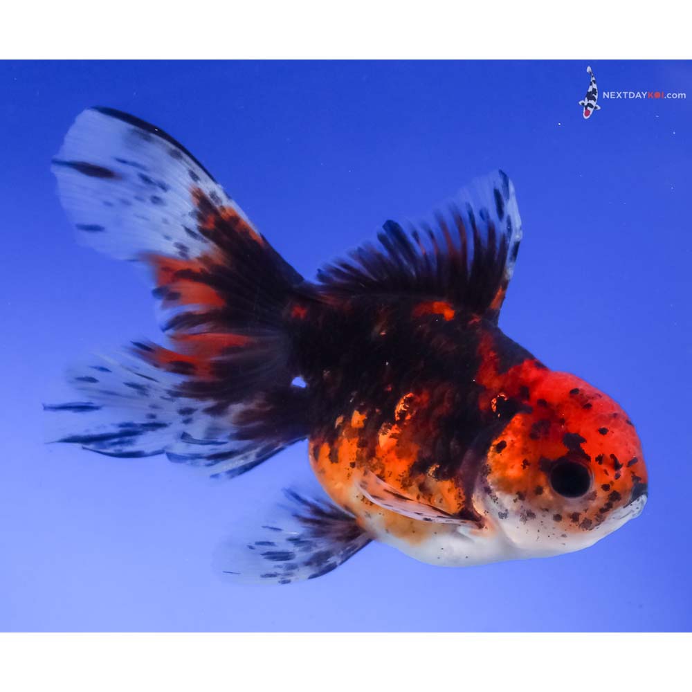 4.5” Imported Calico Oranda