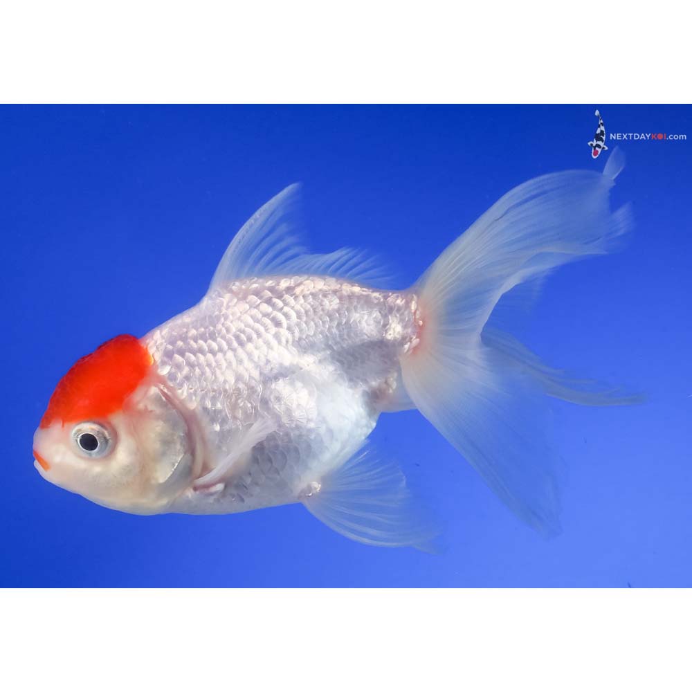 4.5” Imported Redcap Oranda