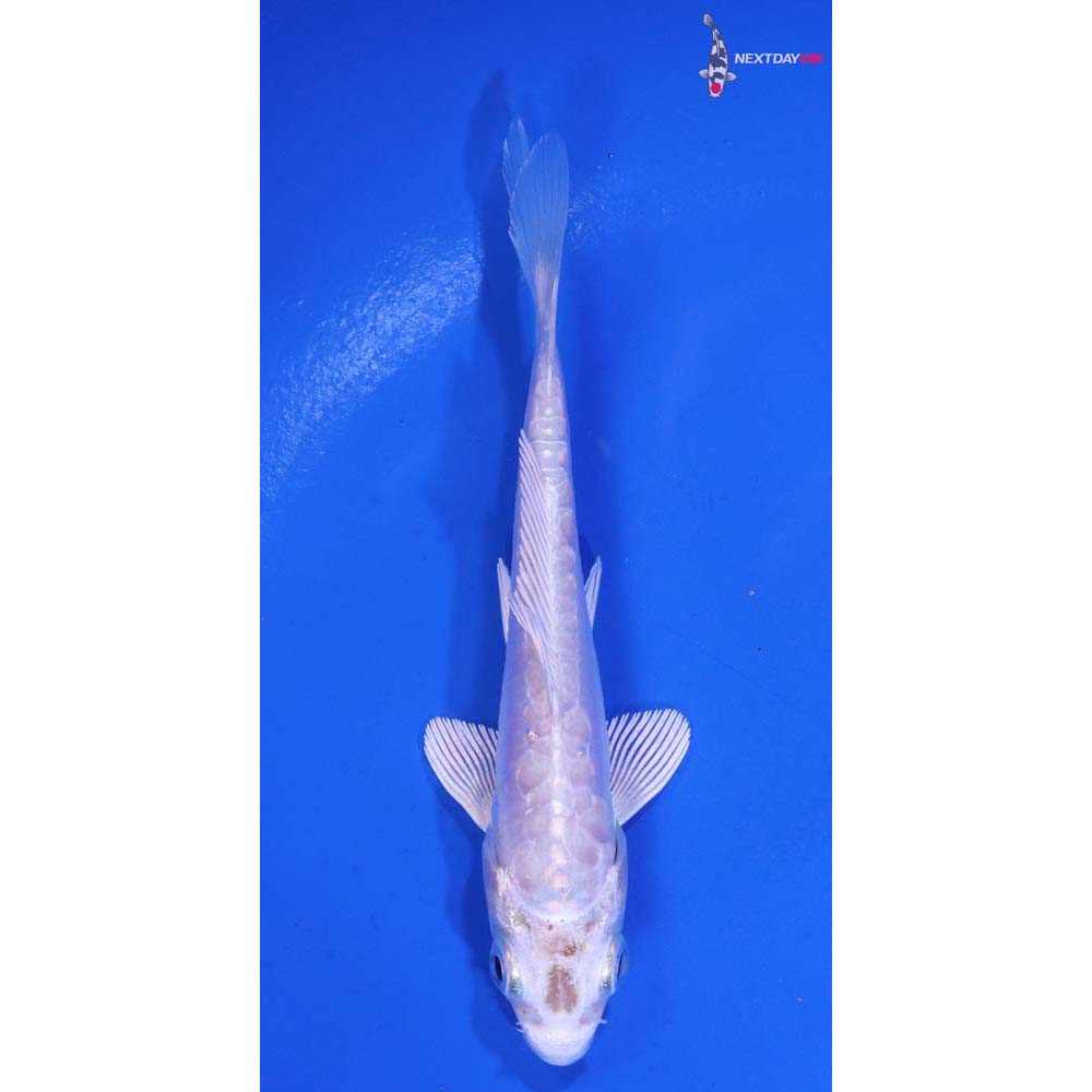3.5” Imported Doitsu Platinum Ogon