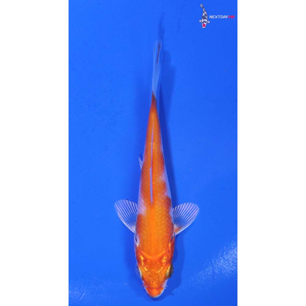3.5” Imported Hariwake