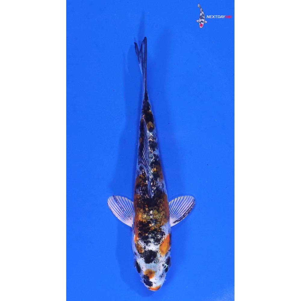 3.5” Imported Gin Rin Yamato Nishiki