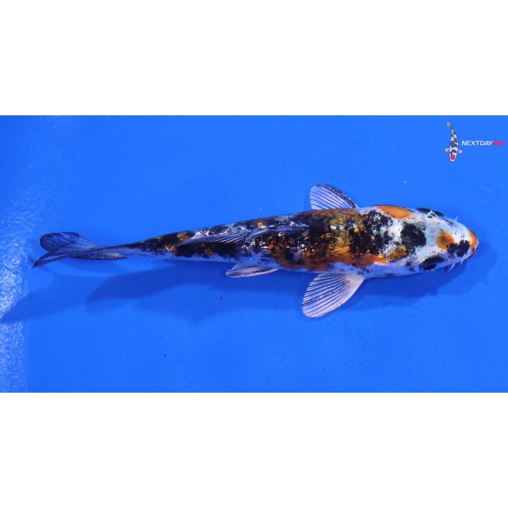 3.5” Imported Gin Rin Yamato Nishiki
