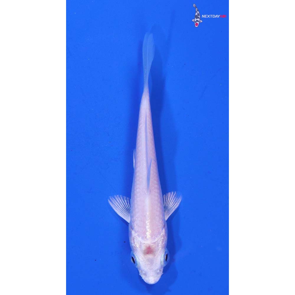 3.5” Imported Platinum Ogon